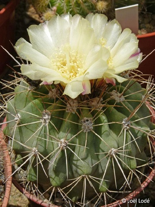 Copiapoa grandiflora ©JLcoll.751